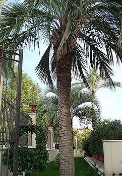 Daphne 4* Giardini Naxos