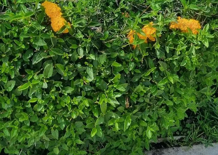 Daphne Отель